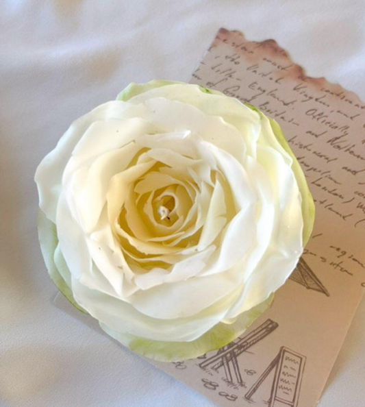 Garden rose
