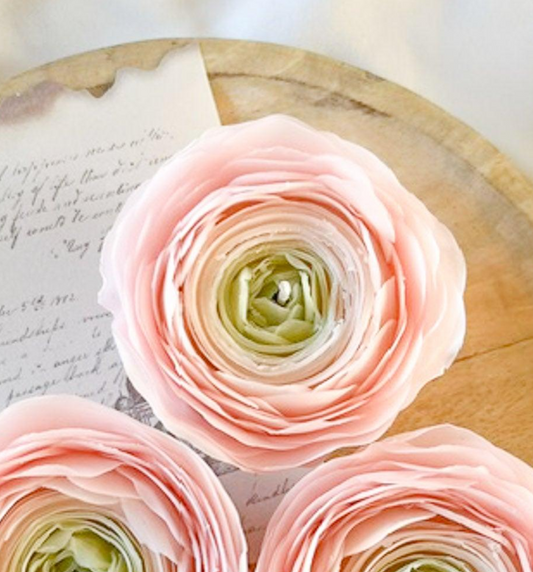 Pink ranunkler
