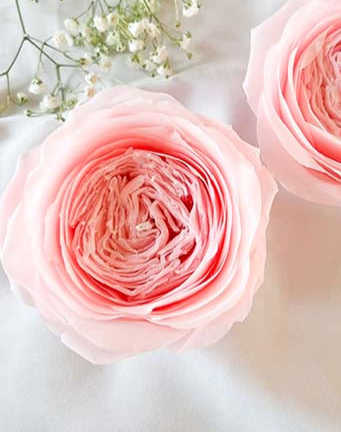 Pink Juliet rose
